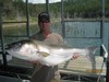 (07/20/2014) - Nice Striped Bass